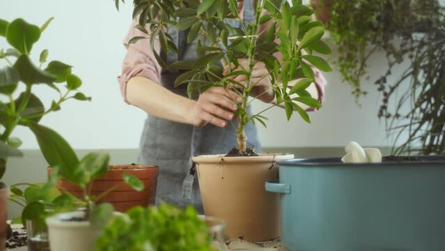 Female gardening transplanting dwarf umbrella tree