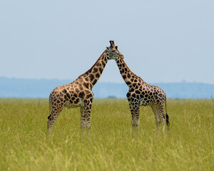 giraffe in the savannah