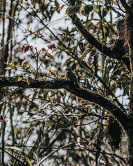 A small bird perched on a branch amid lush vegetation on Volcano Chico, Isla Isabela, Galapagos, Ecuador