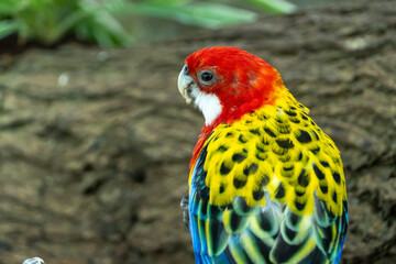 A bright red and yellow eastern rosella (Platycercus eximius) parrot back view close up.