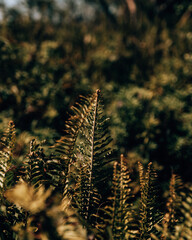 Close-up of fern leaves on Volcano Chico, Isla Isabela, Galapagos, Ecuador.