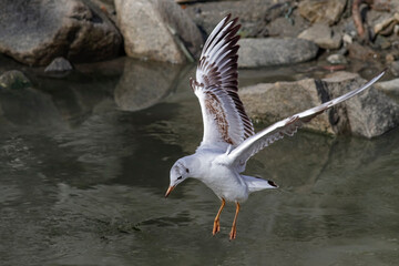 Tern hovering over the Douro river