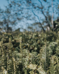 Close-up of fern leaves on Volcano Chico, Isla Isabela, Galapagos, Ecuador.