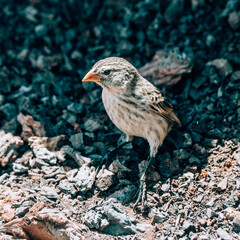 Darwin's finch perched on volcanic rock on Volcano Chico, Isla Isabela, Galapagos, Ecuador.