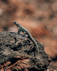 A lizard basking on volcanic rock on Volcano Chico, Isla Isabela, Galapagos, Ecuador.