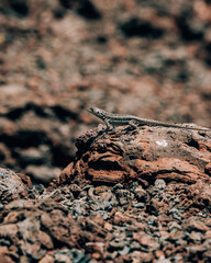 A lizard basking on volcanic rock on Volcano Chico, Isla Isabela, Galapagos, Ecuador.