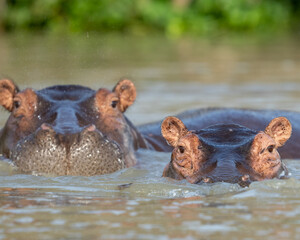 hippo in the water