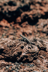 A lizard basking on volcanic rock on Volcano Chico, Isla Isabela, Galapagos, Ecuador.
