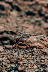 A lizard basking on volcanic rock on Volcano Chico, Isla Isabela, Galapagos, Ecuador.