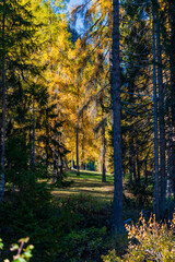Autumn in Val Fiscalina, Dolomites Park.