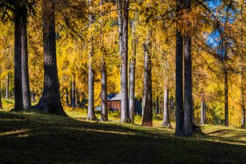 Fototapeta premium Autumn in Val Fiscalina, Dolomites Park.