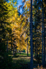 Autumn in Val Fiscalina, Dolomites Park.