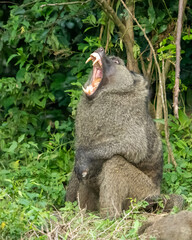 Obraz premium furry baboon