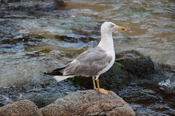 Obraz premium Птица