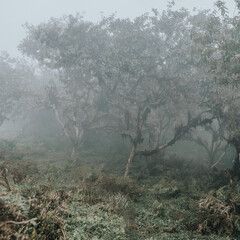 Dense fog envelops a lush forest on Volcano Chico, Isla Isabela, in the Galapagos Islands, Ecuador.