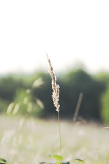 dry beige grass with frayed ends, grass in a wild field, rural climates, dry grass on a blurred background