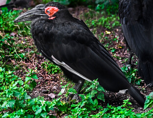 Southern ground hornbill on the ground. Latin name - Bucorvus leadbeateri