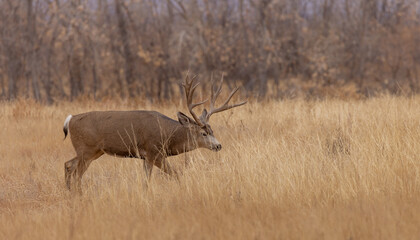 Bukc Mule Deer in the rut in Autumn in Colroado