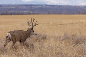 Bukc Mule Deer in the rut in Autumn in Colroado