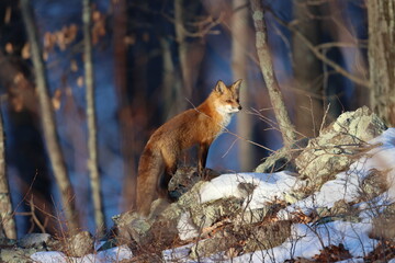 Red fox on snowy rocks