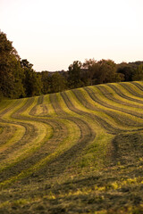 Mowed Green Hilly Hay Field Ready for Harvest Surrounded by Trees in the Evening