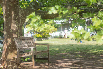 Obraz premium 木漏れ日とベンチ