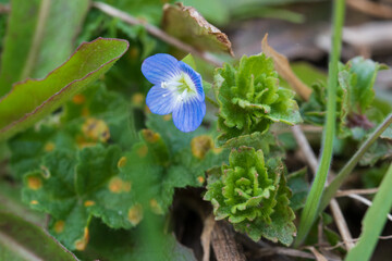 Persische Ehrenpreis, Veronica persica und purpurrote Taubnessel, Lamium purpureum blühen im zeitigen Frühling. Sie sind Wildblumen und Heilpflanzen.