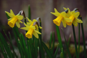 daffodils in spring