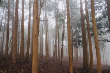 霧に霞む森