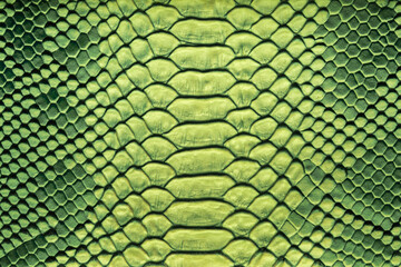 Beautiful green bright python skin, reptile skin texture, multicolored close-up as a background.