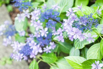 紫陽花
