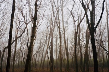 幻想的な霧の森
