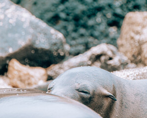 Galápagos sea lion pup feeding of mother
