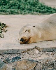 Naklejka premium Galápagos sea lion sleeping on the sidewalk 