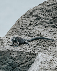 galápagos marine iguana on the rocky shore 