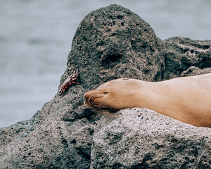 Galápagos sea lion sleeping on the rock 