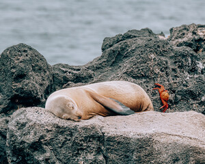 Fototapeta na wymiar Galápagos sea lion sleeping on the rock 