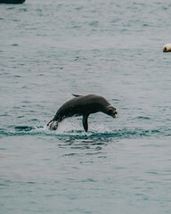 Obraz premium Galápagos sea lion jumping out of water in the bay 