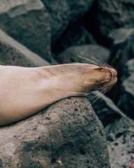 Fototapeta premium Galápagos sea lion sleeping on the rock 