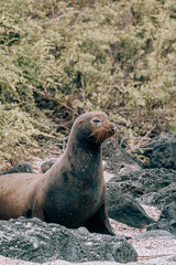 Naklejka premium Galápagos sea lion on rocky beach 