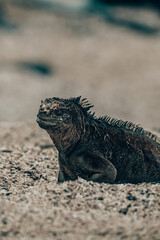 galápagos marine iguana
