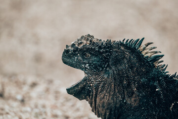 galápagos marine iguana with open mouth