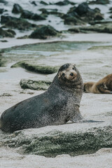 Fototapeta premium Galápagos sea lion being cute