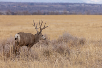 Bukc Mule Deer in the rut in Autumn in Colroado