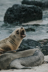 Fototapeta premium Galápagos sea lion yawning