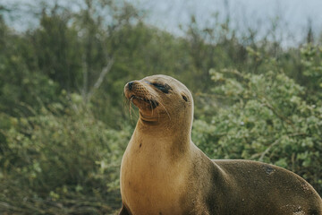Fototapeta premium Galápagos sea lion in bushes