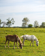 Obraz premium Tan and White Work Horse in a Green Pasture Under a Partly Cloudy Sky on a Farm in Ohio's Amish Country