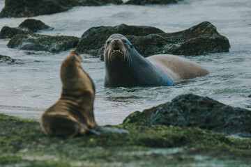 Galápagos sea lion male and pup on the shore 