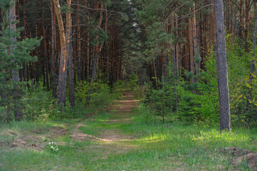 Wild path in the mixed green summer forest