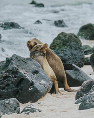 Galápagos sea lions copulating 